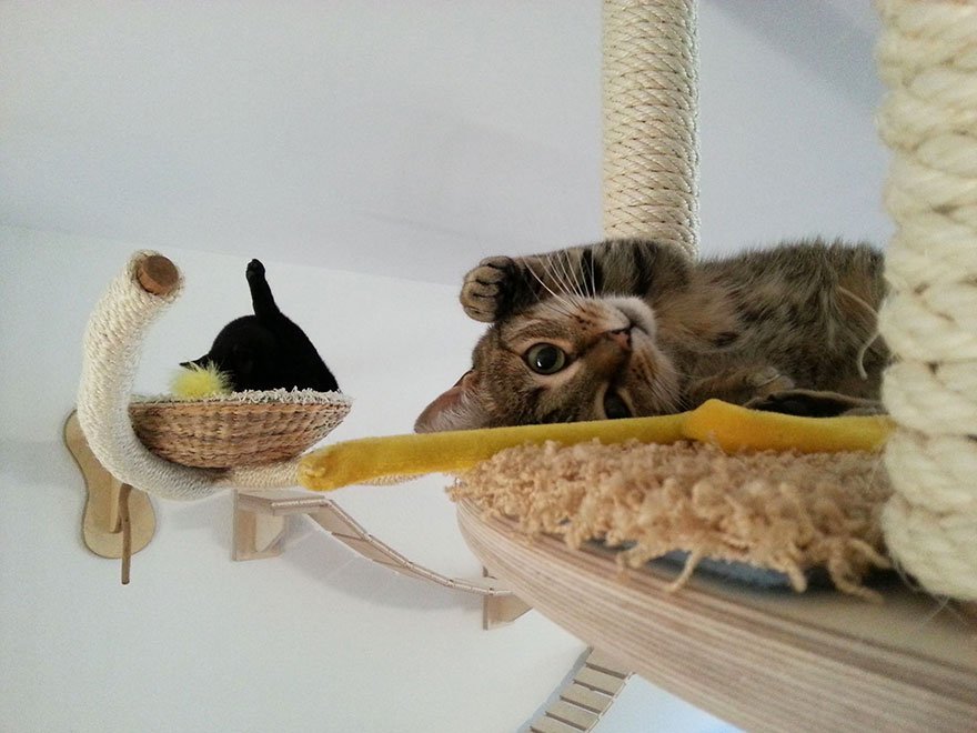Необычное решение: предметы мебели для котов